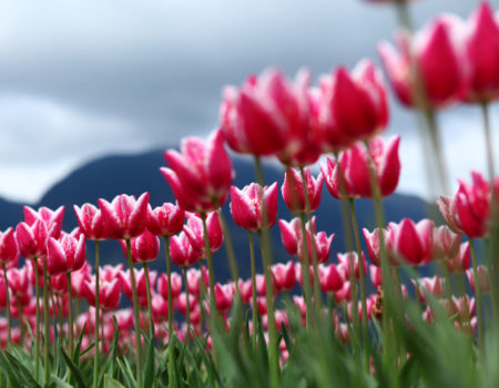 meditazione primavera